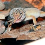 Descubre cómo el alimento industrializado beneficia a tus geckos