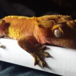 Descubre cómo los geckos se adaptan a su entorno y interactúan