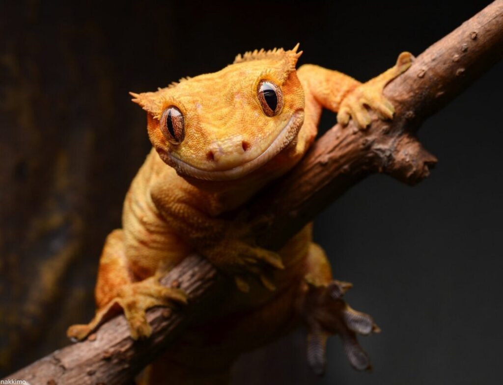 Descubre el asombroso propósito de la cresta en el gecko crestado