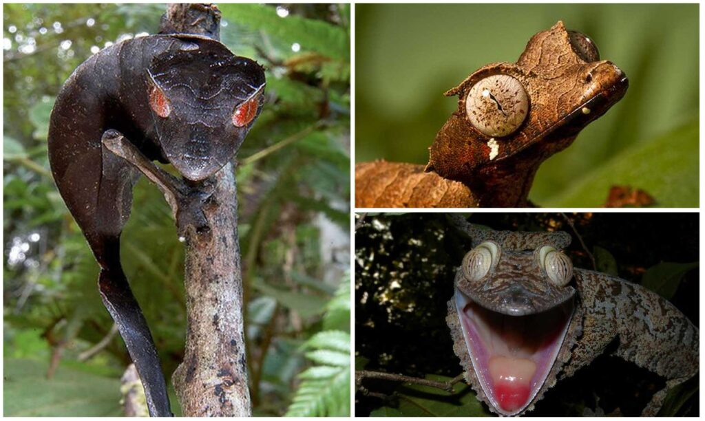 Descubre el lenguaje intrigante de los geckos de cola de látigo