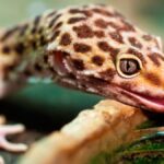 Descubre la dieta esencial de los geckos y optimiza su salud
