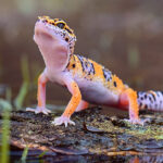 Descubre la dieta natural del gecko: todo lo que debes saber