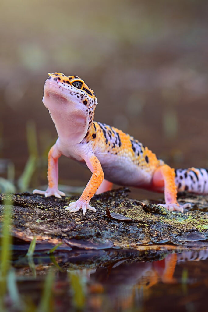 Descubre la dieta natural del gecko: todo lo que debes saber