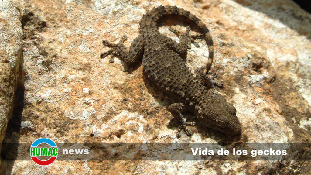 Descubre la fascinante historia y adaptabilidad de los geckos: su origen y misterio