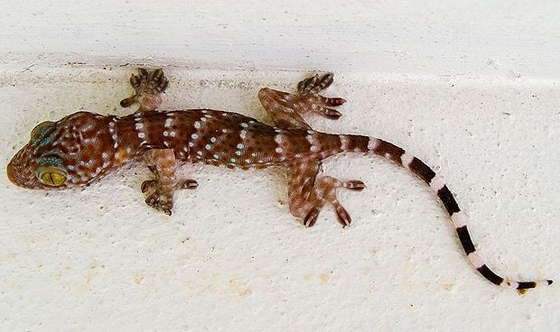Descubre la importancia de la cola en los geckos para su supervivencia