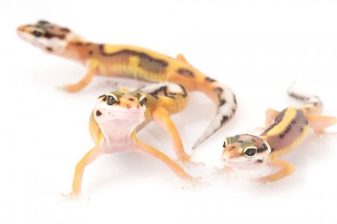 Descubre la importancia de la humedad en la reproducción de geckos