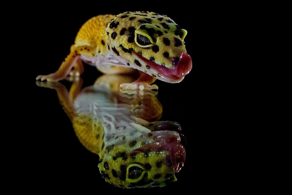 Descubre la increíble distribución de los geckos: una guía completa