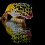 Descubre la increíble distribución de los geckos: una guía completa