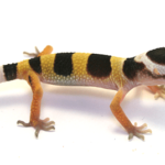 Descubre la mejor dieta para mantener a tu gecko saludable y en forma