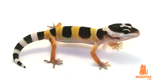 Descubre la mejor dieta para mantener a tu gecko saludable y en forma
