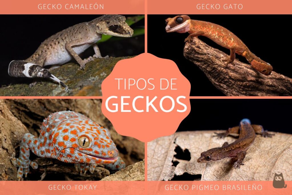 Descubre las diferencias entre geckos de cola de hoja y otras especies