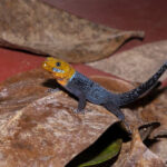 Descubre las diferencias y la comunicación en geckos: su comportamiento y relación