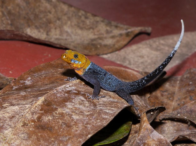 Descubre las diferencias y la comunicación en geckos: su comportamiento y relación