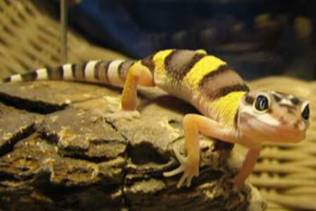 Descubre las especies de geckos ideales para criar: una guía completa