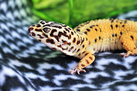 Descubre las fascinantes especies de geckos como mascotas en Australia