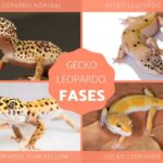 Descubre las impresionantes adaptaciones físicas de los geckos