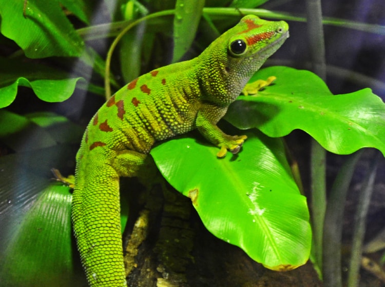 Descubre las increíbles características físicas de los geckos de Madagascar en esta guía completa