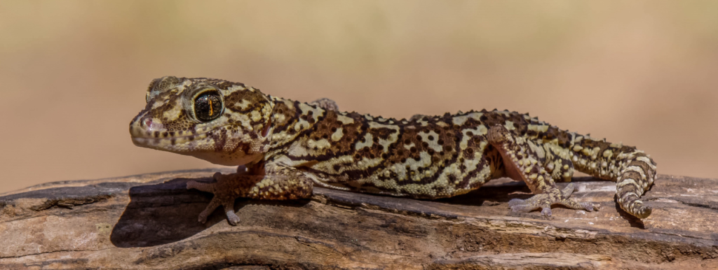 Descubre los beneficios de los suplementos para la salud de tus geckos