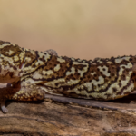 Descubre los beneficios de los suplementos para la salud de tus geckos