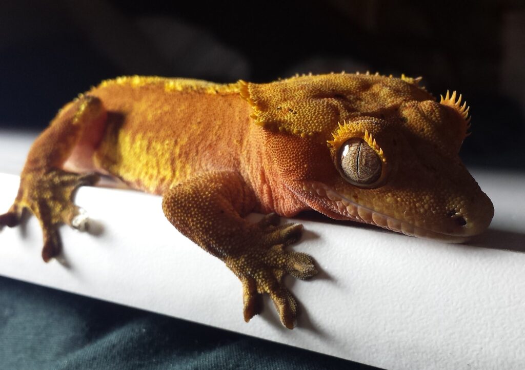 Descubre los fascinantes comportamientos de los geckos crestados: guía completa