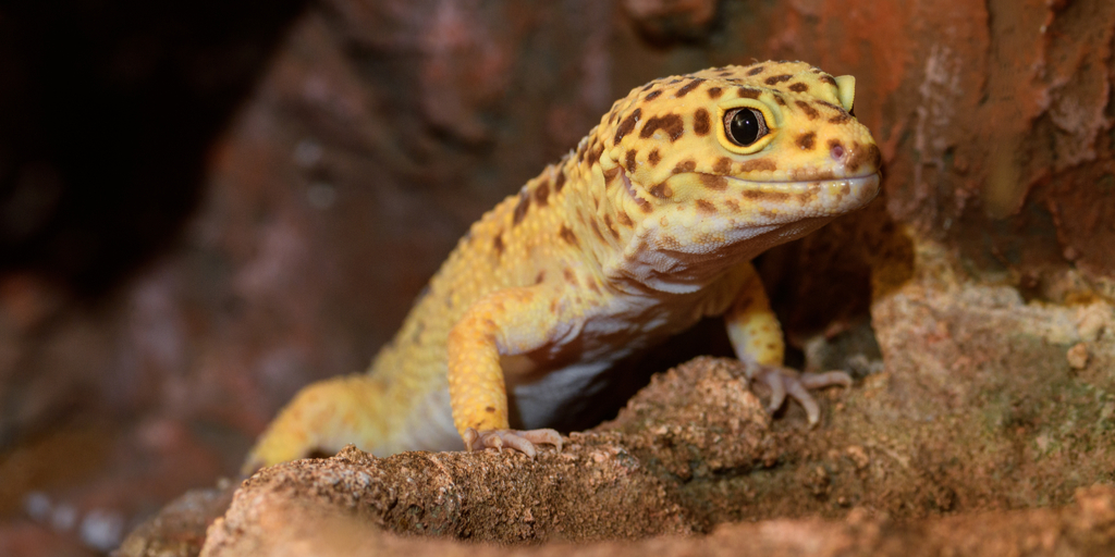 Descubre los geckos más comunes de la costa de Oro: una guía completa