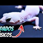 Descubre los mitos y leyendas de los geckos: la verdad revelada