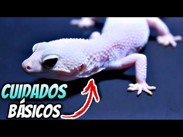 Descubre los mitos y leyendas de los geckos: la verdad revelada