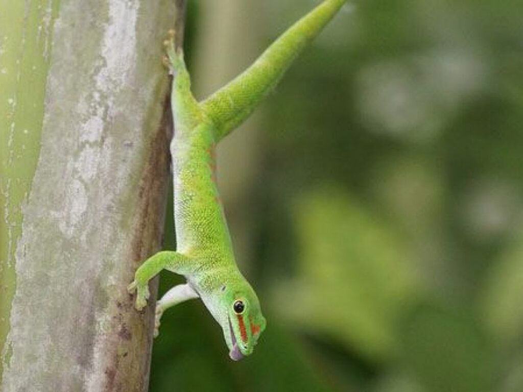 Descubre los principales depredadores de los geckos y cómo protegerlos