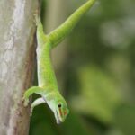Descubre los principales depredadores de los geckos y cómo protegerlos