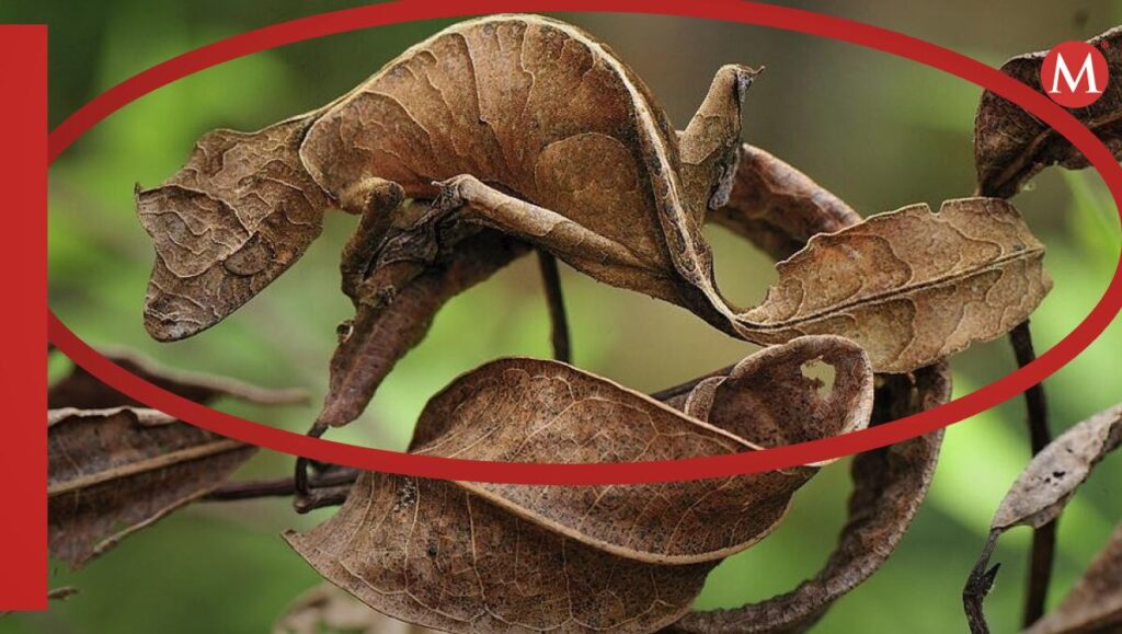 Descubre los secretos del gecko de cola de cemento: su fascinante comportamiento revelado