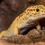 Descubre los sorprendentes comportamientos de los geckos diurnos