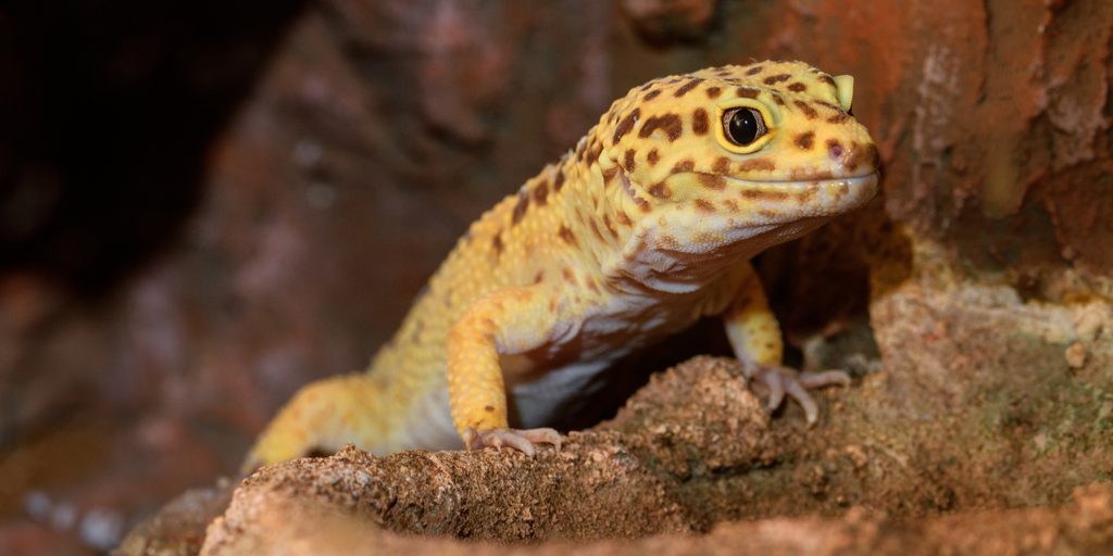 Descubre los sorprendentes comportamientos de los geckos diurnos