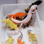 "Descubre los sorprendentes detalles y tiempo de espera en la gestación de geckos" - Un vistazo fascinante a la gestación de los geckos