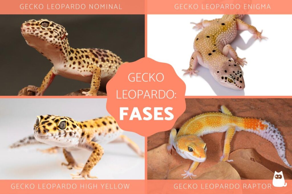 Diferencias de comportamiento entre geckos de terreno y otros
