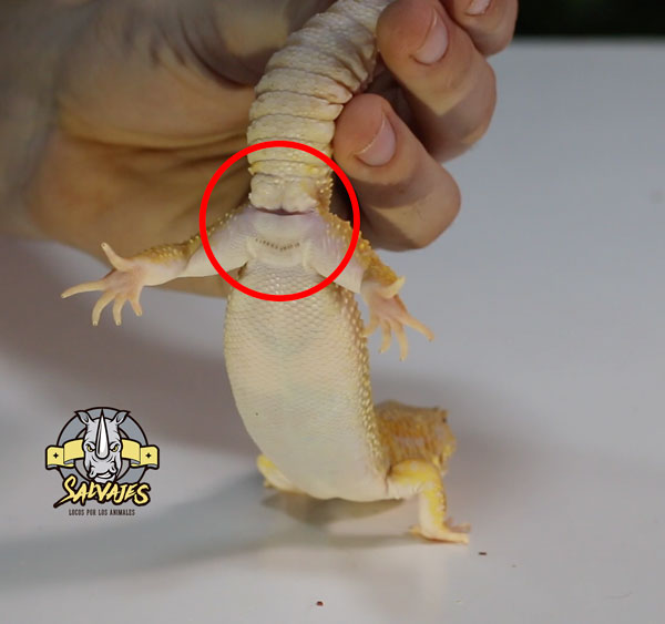 Diferencias de género en los geckos: cómo identificar machos y hembras