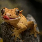 Diferencias en el cuidado y comportamiento de geckos diurnos y nocturnos: Guía completa