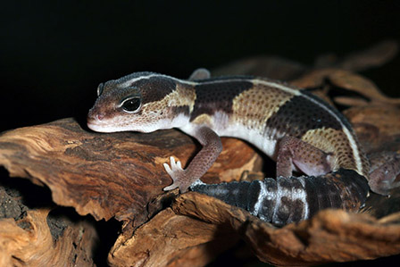 Diferencias entre el gecko africano de cola gorda y otros geckos: Guía completa