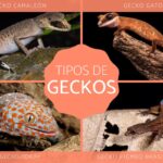 Diferencias físicas únicas de los geckos frente a otros lagartos