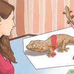 Domesticar un gecko: evita errores y logra una relación exitosa