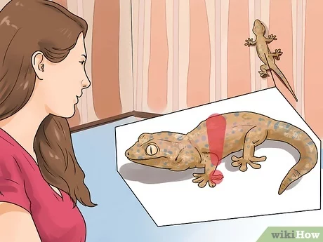Domesticar un gecko: evita errores y logra una relación exitosa