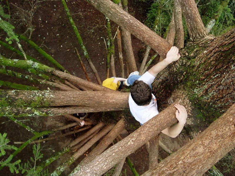 Domina el arte de trepar árboles y descubre capacidades anatómicas asombrosas