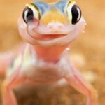 El alcance y función de la lengua del gecko: una habilidad única