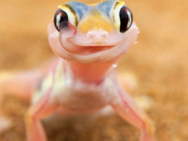 El alcance y función de la lengua del gecko: una habilidad única