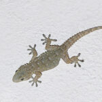 El secreto de cómo los geckos se adhieren a las paredes - Guía definitiva