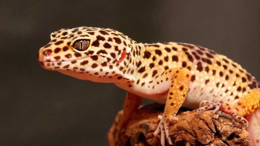El tamaño promedio de los geckos: impacto en su hábitat
