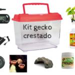Elige la tienda perfecta para productos de geckos crestados: factores clave para tomar la mejor decisión