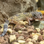 Explora la distribución de geckos y sus hábitats