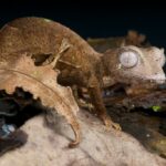 Gecko de cola pilosa: experto en camuflaje y escalada