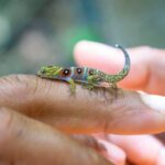 Gecko más diminuto del mundo: conoce su especie y características