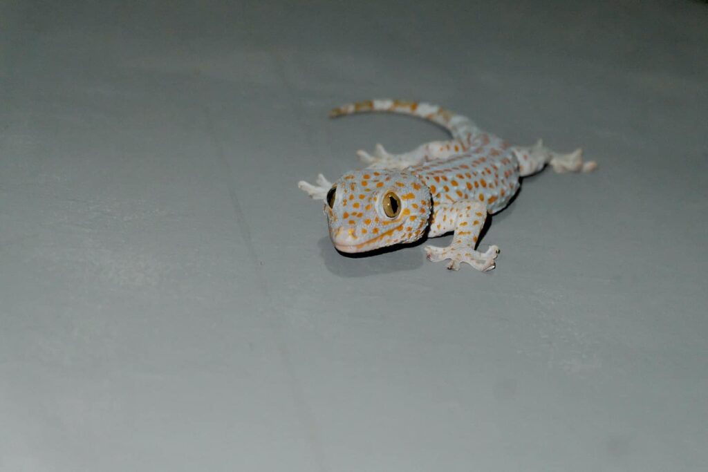 Geckos como símbolos de buena suerte: descubre su conexión con diferentes culturas